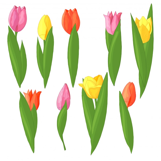 Ensemble De Tulipes Colorées