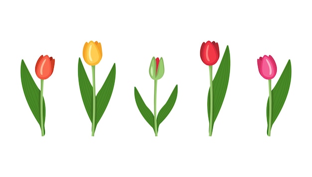 Ensemble De Tulipes De Fleurs De Différentes Couleurs