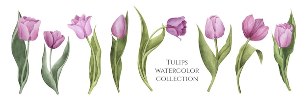 Ensemble de tulipes roses Collection de cliparts de fleurs de tulipes Illustration botanique à l'aquarelle Parfait pour la conception de cartes d'invitations