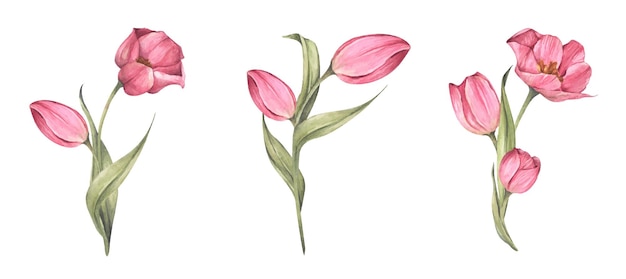 Vecteur ensemble de tulipes roses. illustration botanique florale aquarelle.