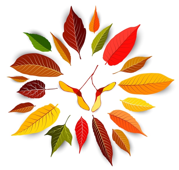 Ensemble de vecteur de feuilles d'automne coloré
