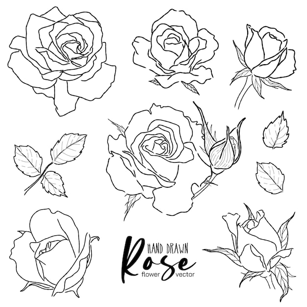 Ensemble De Vecteur De Fleur Rose Contour Illustration Dessinés à La Main