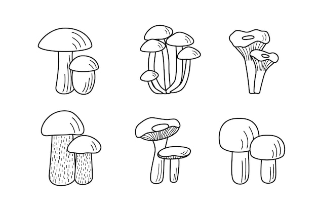 Ensemble de vecteur d'icônes de champignons. Illustration de cèpes, girolles, champignons au miel, champignons, tremble et russula.