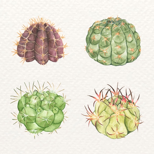 Vecteur ensemble de vecteurs aquarelle cactus