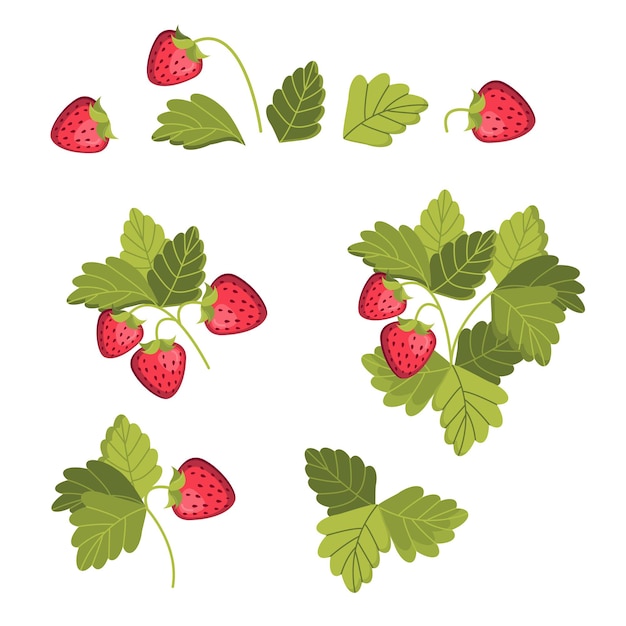 Vecteur ensemble de vecteurs de buissons de fraises