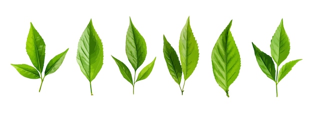 Vecteur ensemble de vecteurs de feuilles de thé isolés sur fond blanc