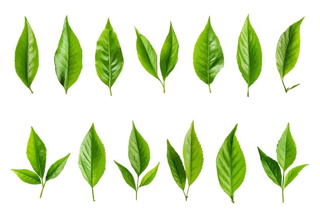 Ensemble de vecteurs de feuilles de thé isolés sur fond blanc
