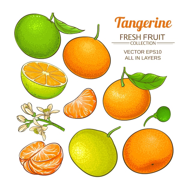 Ensemble De Vecteurs De Fruits Mandarine