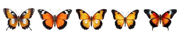 Vecteur ensemble de vecteurs de papillons colorés isolés sur blanc