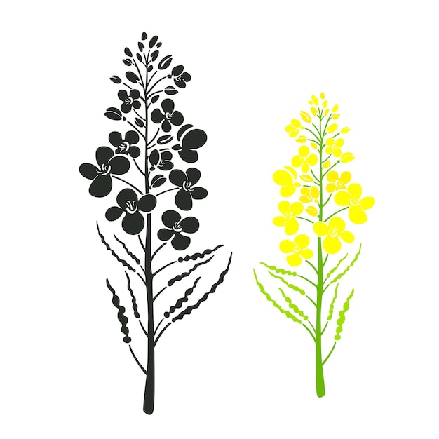 Ensemble De Vecteurs De Viol En Fleurs Brassica Napus Fleur Jaune Botanique Canola Icône Illustration Dessinée à La Main