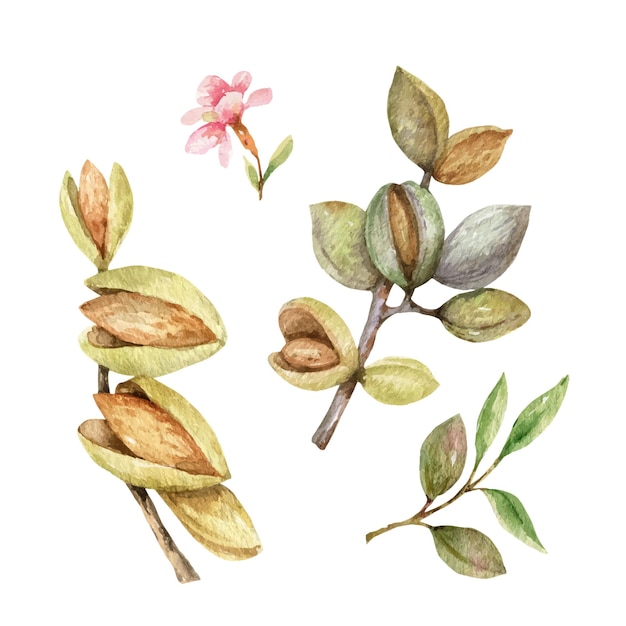 Ensemble vectoriel aquarelle de fruits et de feuilles d'amandes