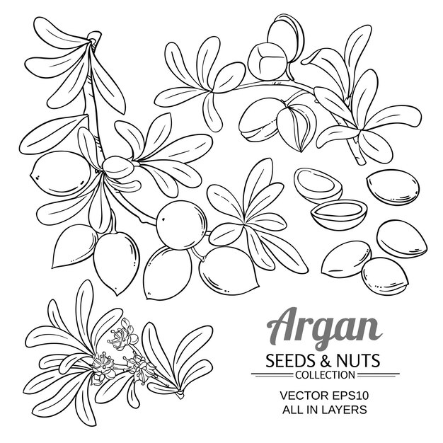 Vecteur ensemble vectoriel de branches d'argan