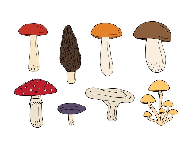 Ensemble Vectoriel De Champignons Dessinés à La Main