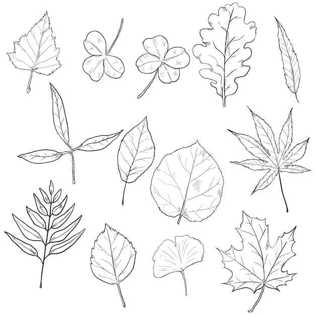 Vecteur ensemble vectoriel de feuilles d'arbres à croquis