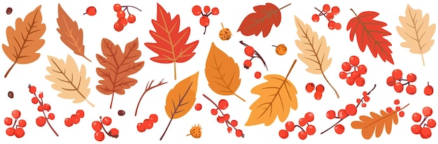 Ensemble vectoriel de feuilles d'automne brillantes et de baies de rowan isolées sur fond blanc