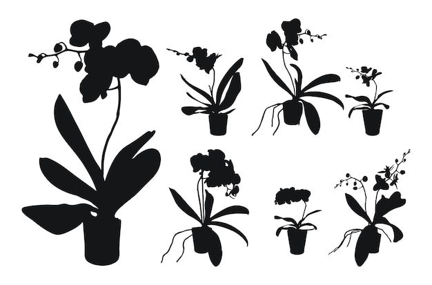 Ensemble vectoriel d'orchidées de fleurs réalistes phalaenopsis Réalisme silhouettes modernes pot de plantes Plat