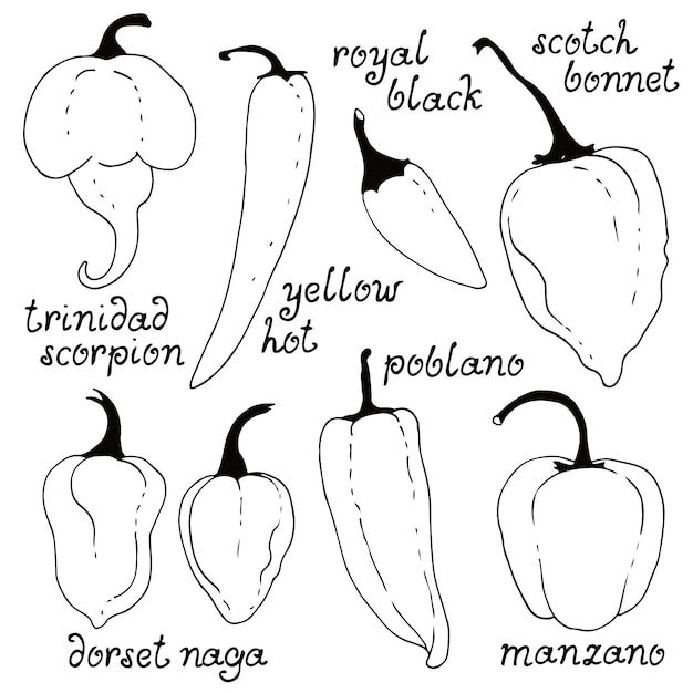 Vecteur ensemble vectoriel de piments dessinés à la main