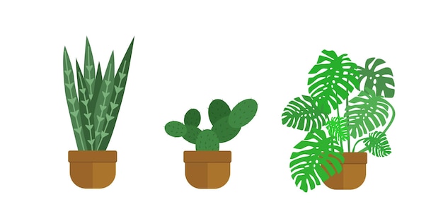 Ensemble Vectoriel De Plantes Cactus, Succulent, Monstera Isolé Sur Blanc