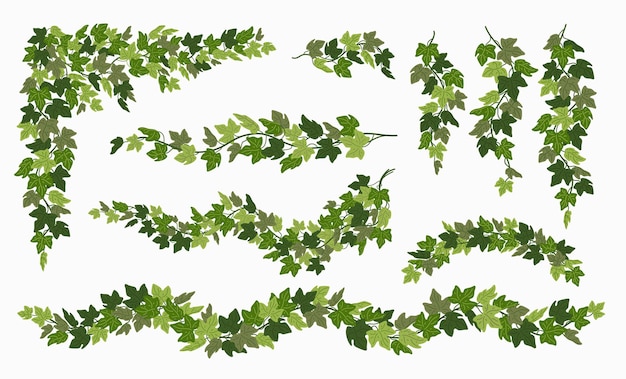 Vecteur ensemble de vignes de lierre diverses plantes grimpantes vertes isolées sur fond blanc