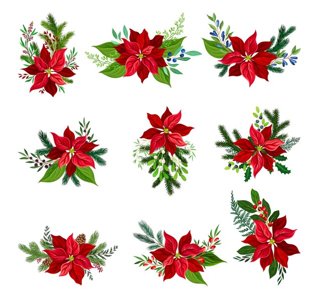 Vecteur ensembles de fleurs de noël avec des brindilles de sapin et des branches de gui set vectoriel