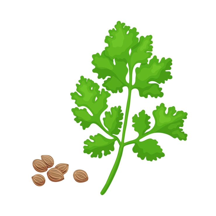 Vecteur épice de branche de coriandre verte illustration vectorielle isolée sur blanc herbe de coriandre pour élément de conception dans l'étiquette d'autocollant de décoration de paquet culinaire