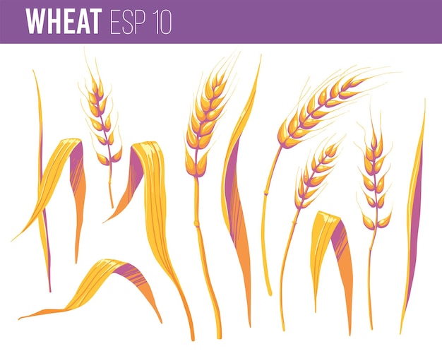 Épillets de céréales de blé Ensemble d'illustrations vectorielles