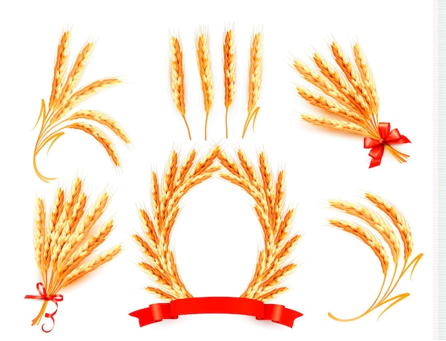 Des épis de blé.