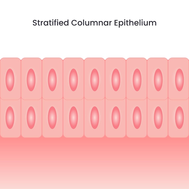 Épithélium Cylindrique Stratifié