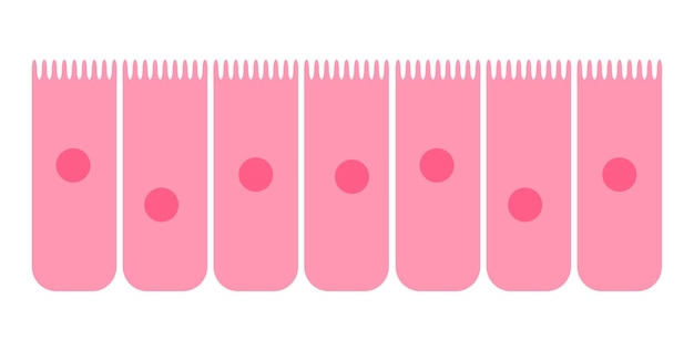 Epithélium De La Muqueuse Nasale