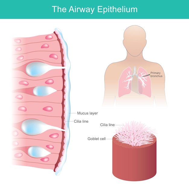 L'épithélium Des Voies Respiratoires Les Cellules épithéliales Des Voies Respiratoires Humaines Répondent Aux Différentiels Environnementaux Xa