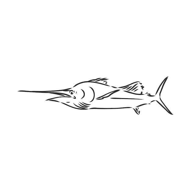 Espadon dessiné à la main Illustration vectorielle dans le style de croquis croquis de vecteur de marlin