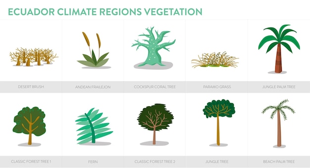 Vecteur espèces d'arbres endémiques en équateur