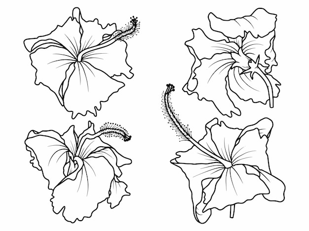 Esquisse dessin au trait fleurs d'hibiscus