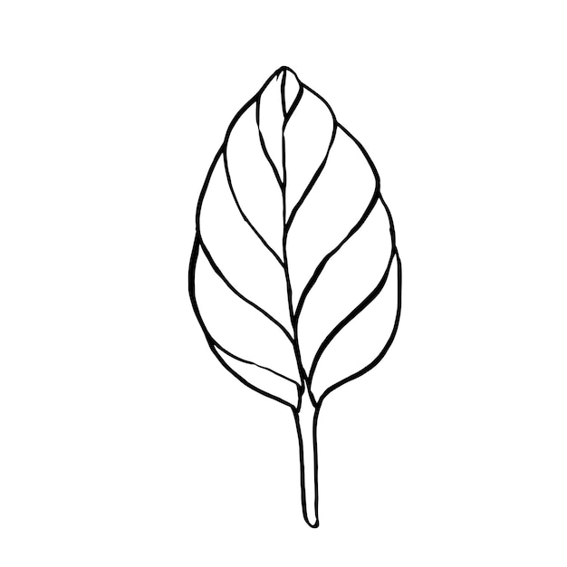 Esquisse dessinée à la main en noir et blanc d'une feuille de basilic Illustration vectorielle Éléments dans le style graphique Étiquette autocollant Menu emballage Illustration de style gravé