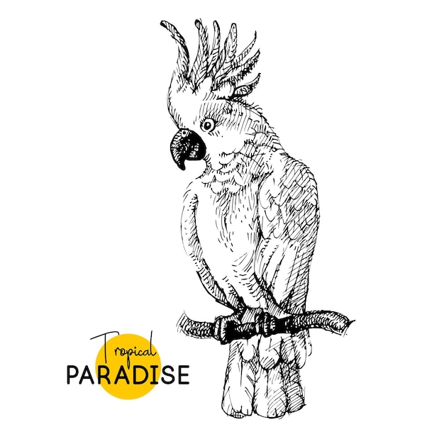 Vecteur esquisse dessinée à la main en noir et blanc vintage oiseau tropical exotique cacatoès perroquet illustration vectorielle