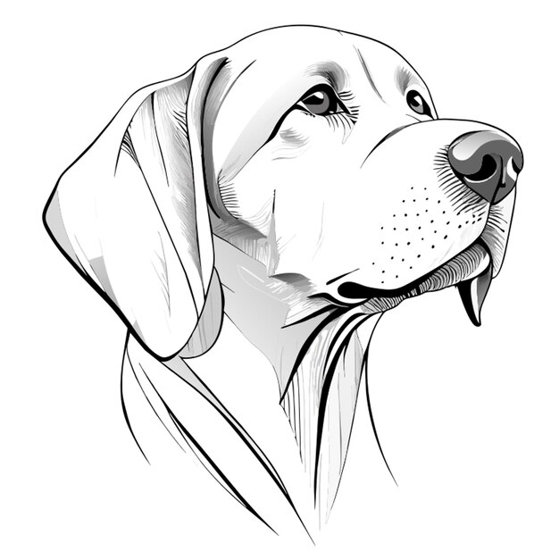 Vecteur esquisse de symétrie labrador retriever vue vers l'avant couleurs noir et blanc illustration vectorielle