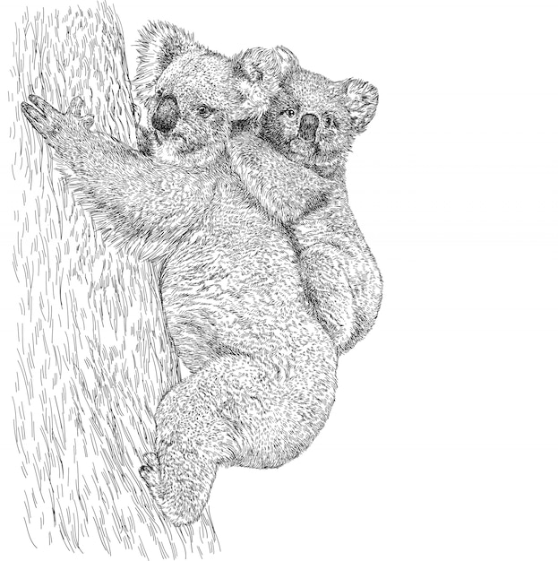 Esquissez Le Koala Australien Réaliste Avec Un Bébé Sur L'arbre.