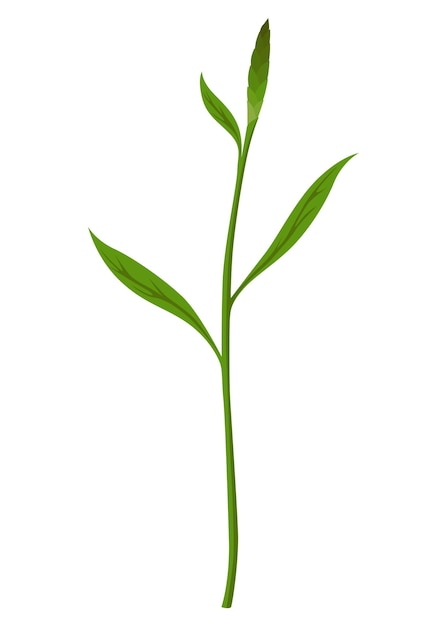 Vecteur Étape du processus de croissance séquence d'étapes de la germination des semis cycle de développement du légume dans la nature infographie du processus de croissance des germes