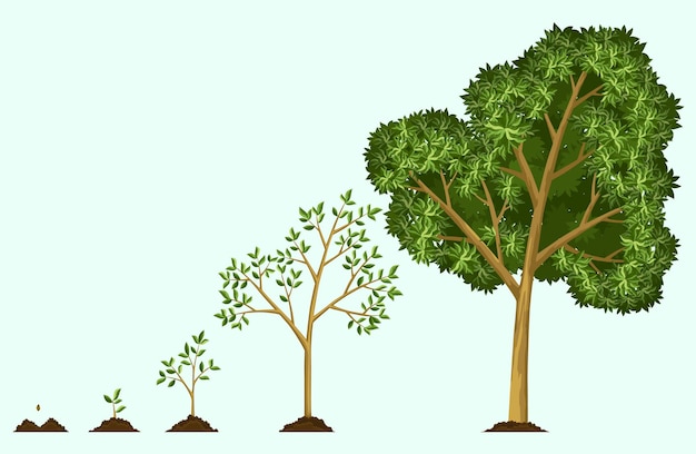 Étapes De Croissance De L'arbre à Partir De La Graine Arrosage Des Graines Collection D'arbres De Petite à Grande Taille Arbre Vert Avec étapes De Croissance Des Feuilles Illustration Du Développement Du Cycle économique