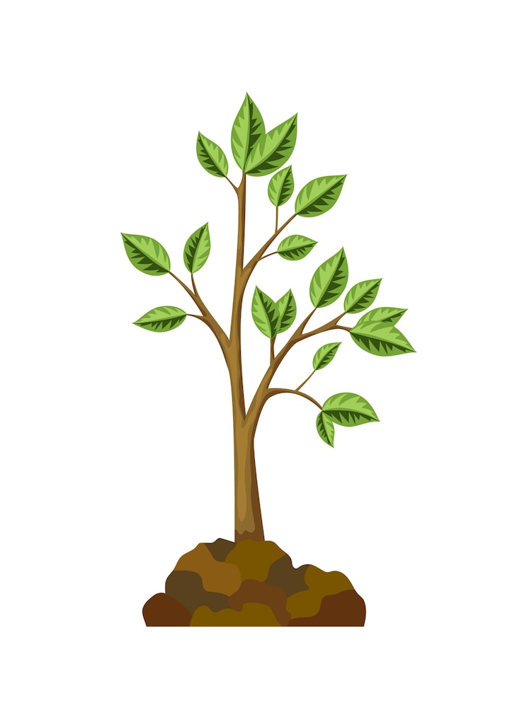 Vecteur l'une des étapes de la croissance des arbres. croissance des arbres avec des feuilles vertes et des branches, plante de la nature.