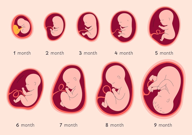 Vecteur etapes du développement de l'embryon humain etapes de la grossesse naissance d'un enfant illustration vectorielle
