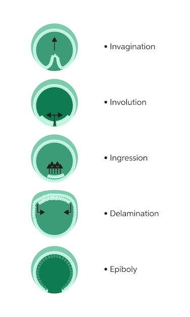 Vecteur Étapes de la gastrulation