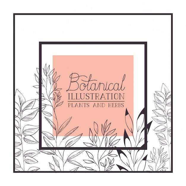 Étiquette Illustration Botanique Avec Des Plantes Et Des Herbes