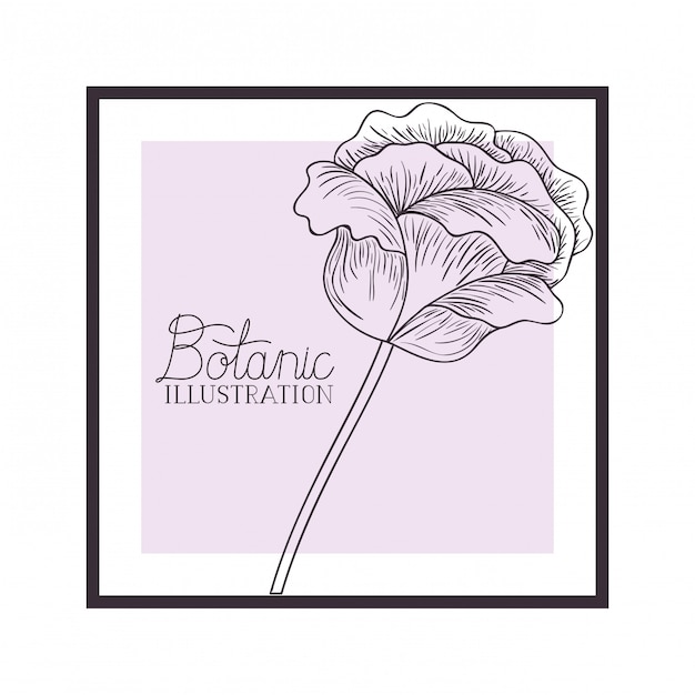 Étiquette Illustration Botanique Avec Des Plantes