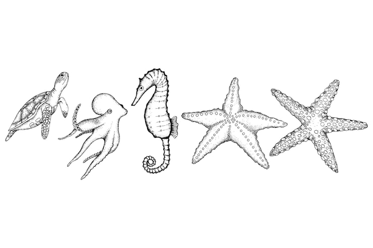 Vecteur étoile de mer, hippocampe, tortue de mer, pieuvre, mise en évidence sur fond blanc. illustration vectorielle de m