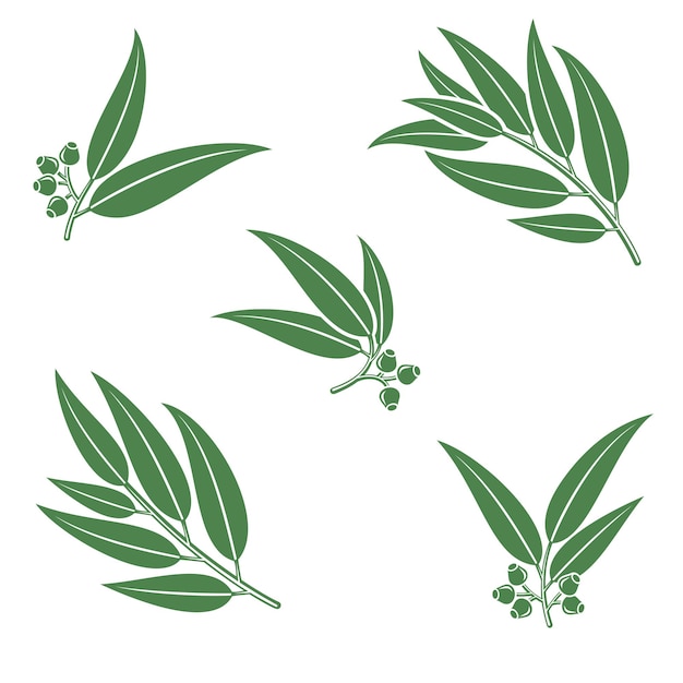 Eucalyptus set Collection icône eucalyptus Vector