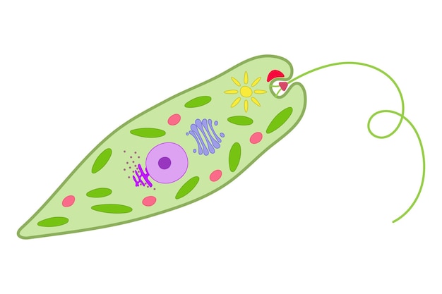 Vecteur euglena sur fond blanc