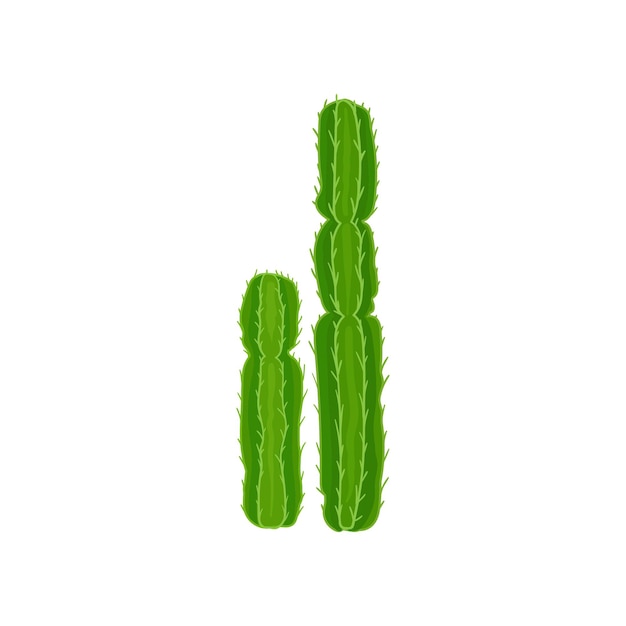 Euphorbia Cactus Plante Vecteur Illustration Sur Fond Blanc