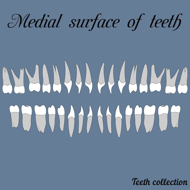 Vecteur face médiale des dents