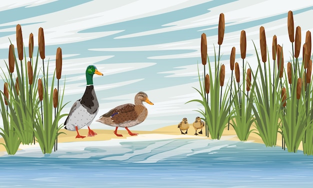 Vecteur famille de canards colverts anas platyrhynchos un canard un canard et deux canetons apprennent à nager
